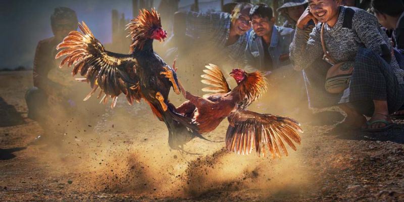 Gà chọi đẹp - Đẳng cấp thể hiện bản lĩnh qua từng đòn đá Các hình thức đá gà chọi đẹp